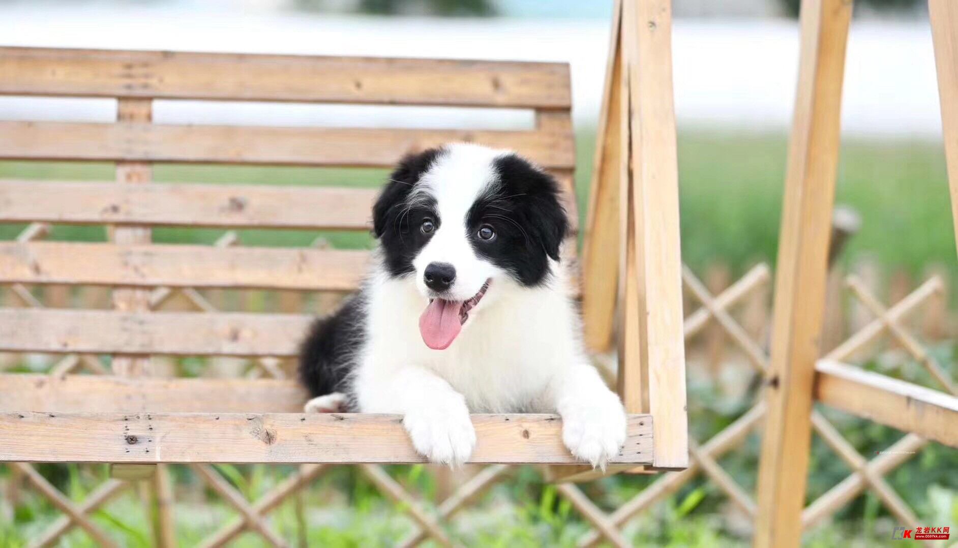 高智商的边牧宝宝出售 七白三通