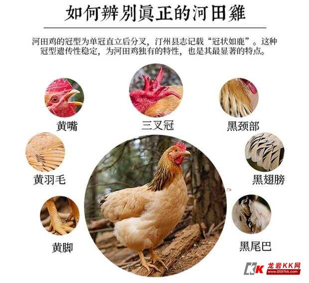 正宗散养河田鸡了解一下
