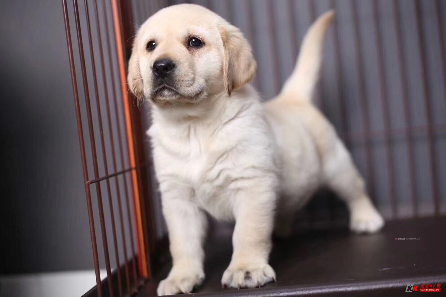 忠实温顺拉布拉多幼犬 神犬小七大头版