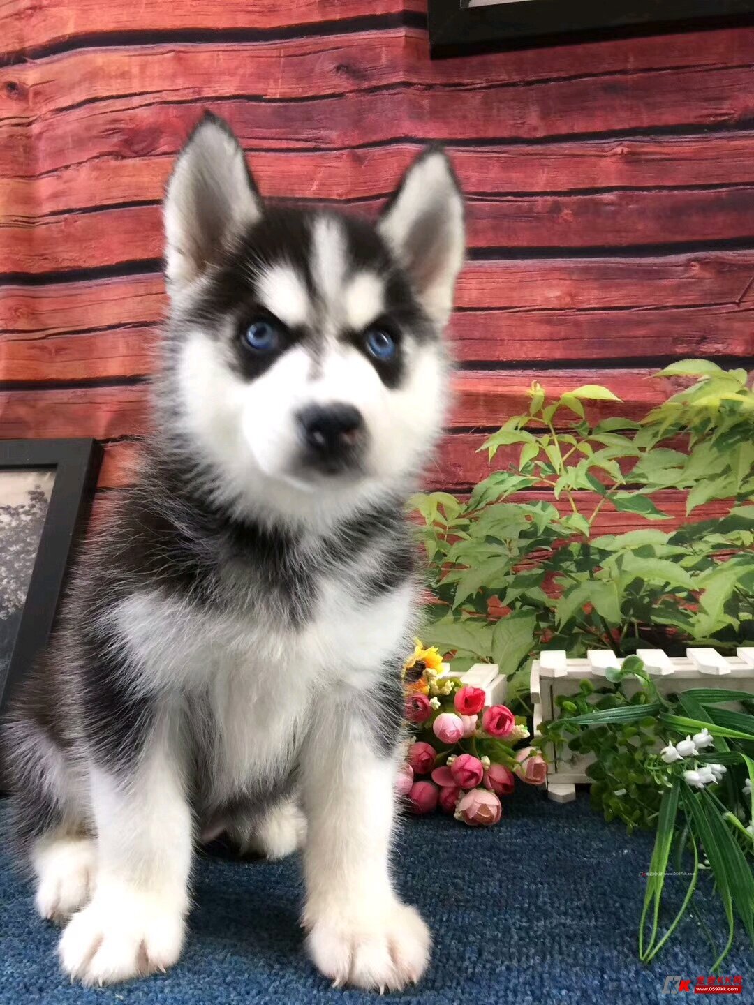 可爱泰迪熊找新家 - 家有宠物 - 龙岩kk网 - powered by discuz!