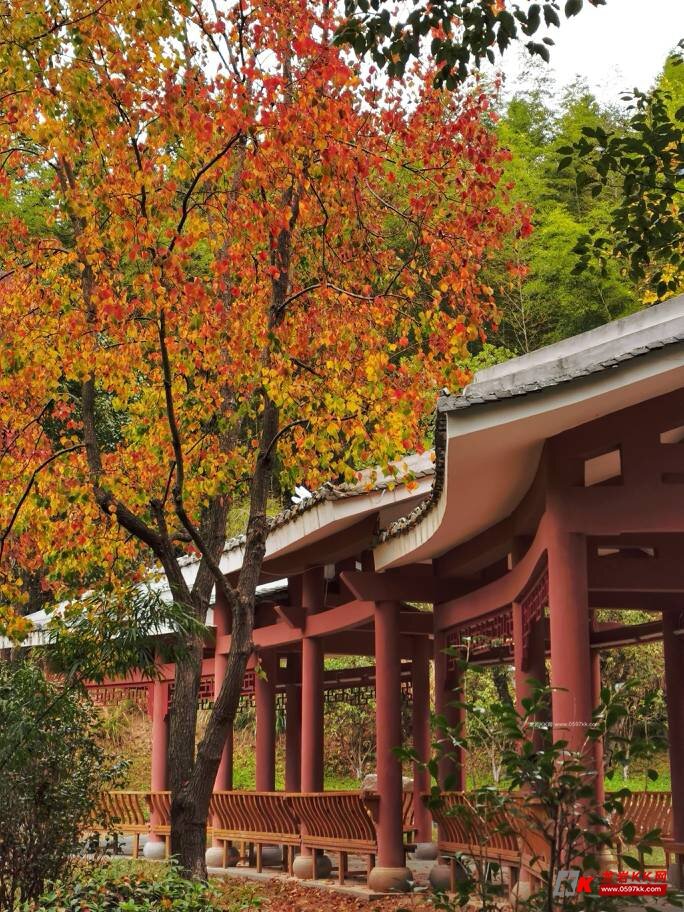 烂天气下的红树林,也算打过卡了 - 龙岩热点 - 龙岩kk网 - powered by