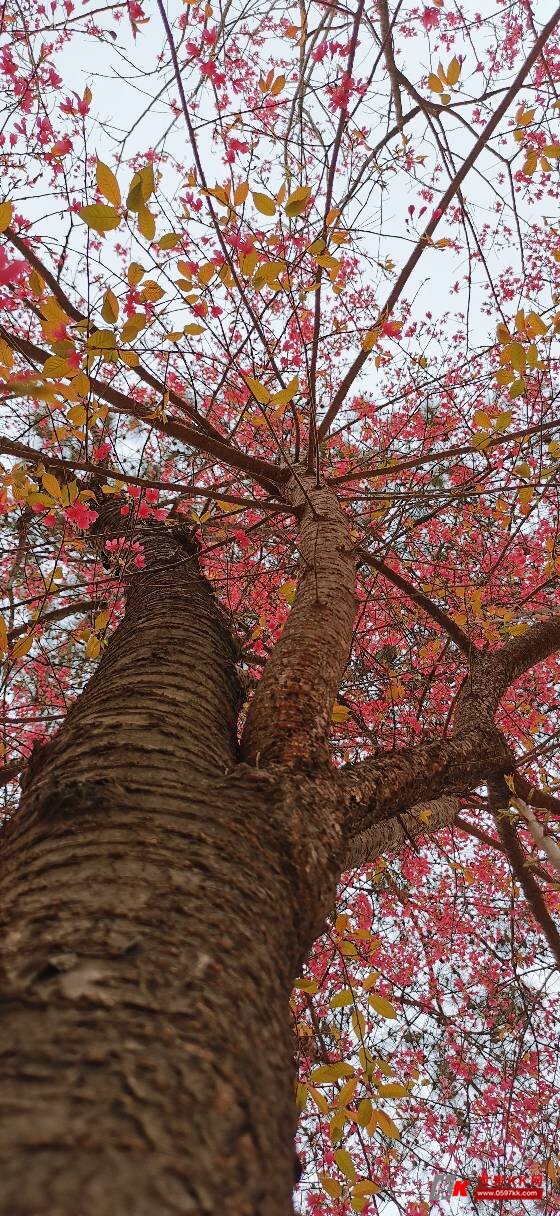 大景山的春色还是很美的!