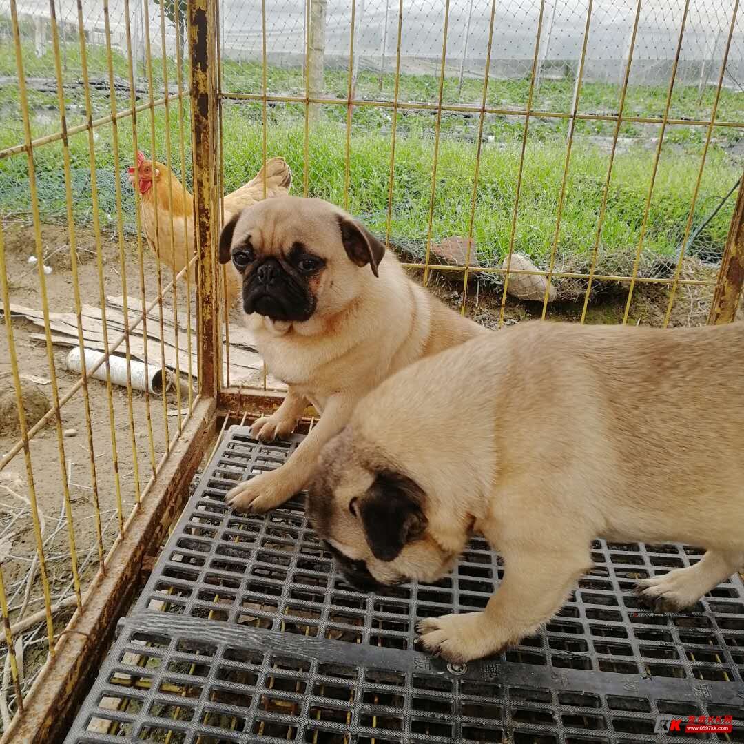 出售一对成年巴哥犬,880元