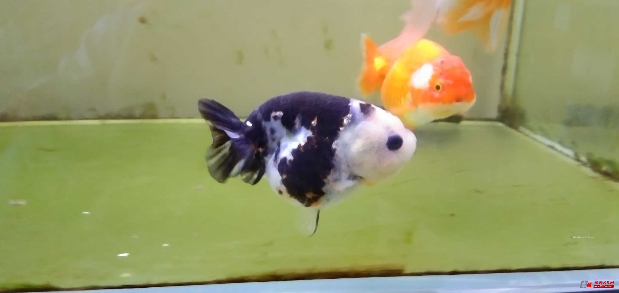 出俩兰寿,俩泰狮