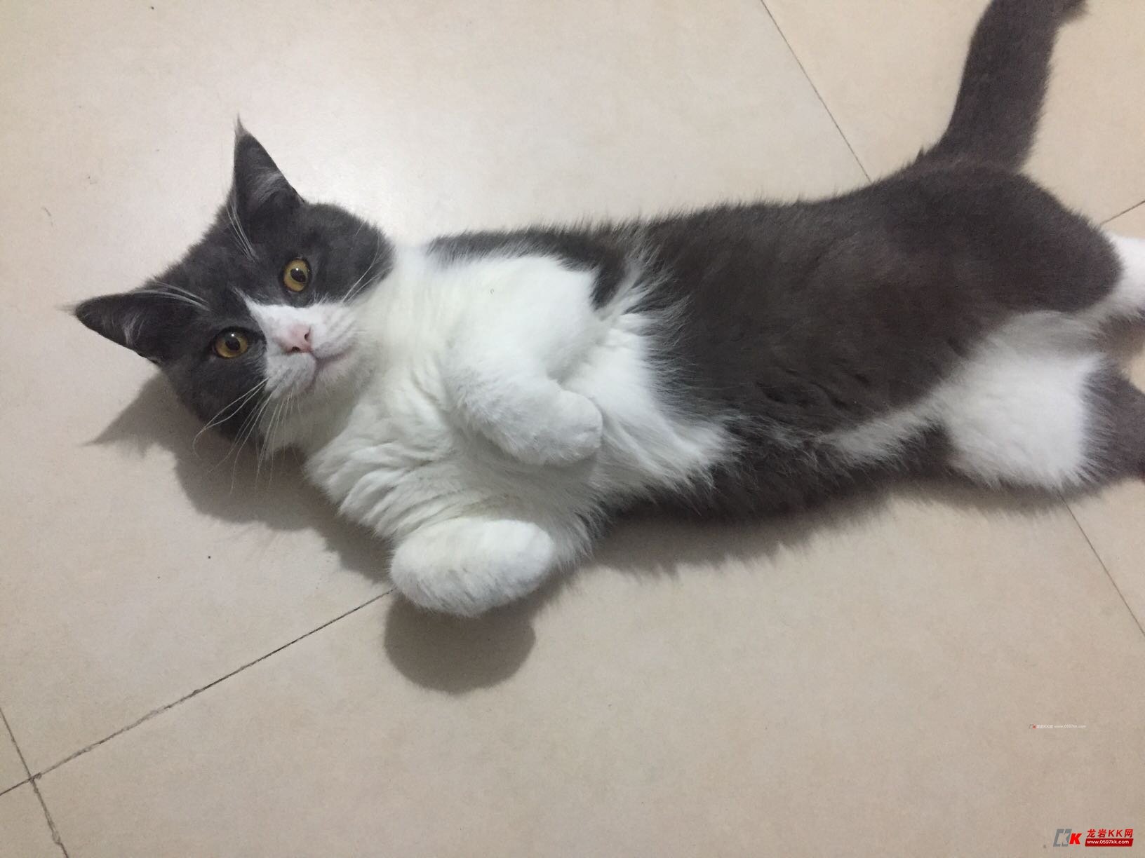 有爱养猫的吗求收养. - 家有宠物 - 龙岩kk网 - powered by discuz!