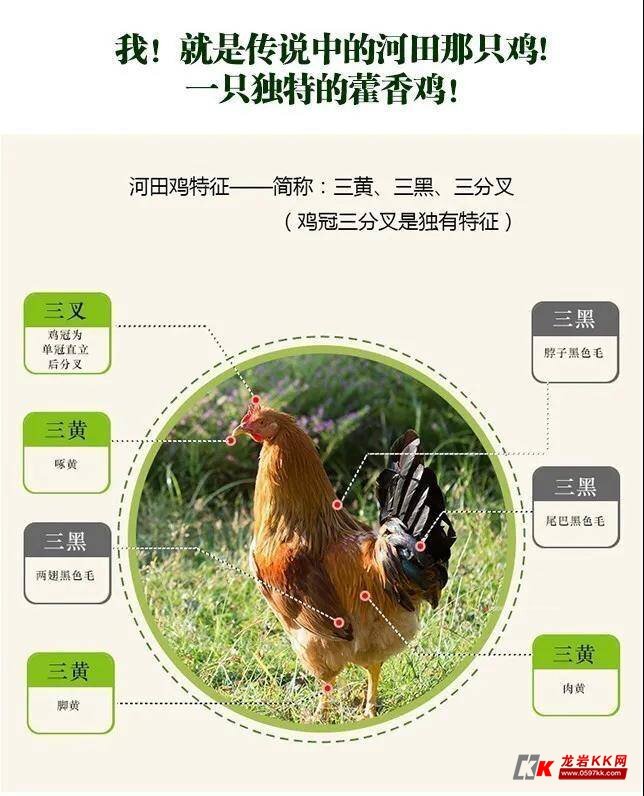 【河田那只鸡】68元起原种散养跑山鸡河田鸡!