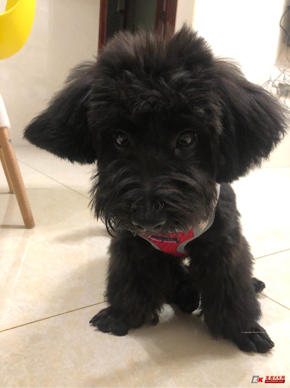 黑色贵宾串串找主人!